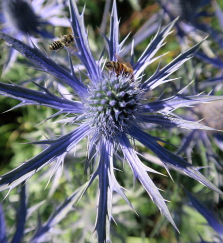 Eryngium ‘Big Blue’ (grote pot) - Kruisdistel