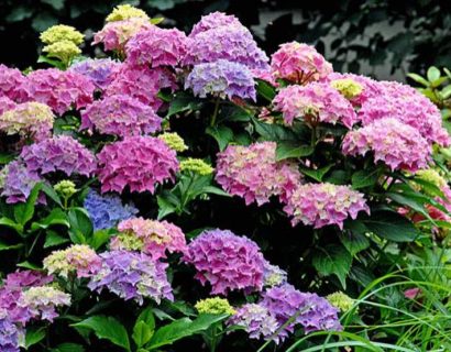 Hydrangea macrophylla ‘Tovelit’ - Dwerghortensia