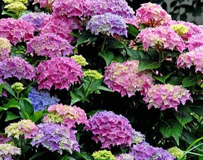 Hydrangea macrophylla ‘Tovelit’ - Dwerghortensia
