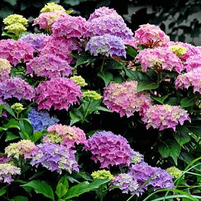 Hydrangea macrophylla ‘Tovelit’ - Dwerghortensia