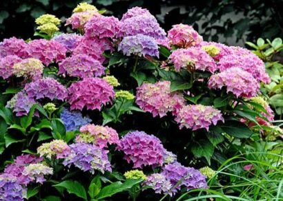 Hydrangea macrophylla ‘Tovelit’ - Dwerghortensia