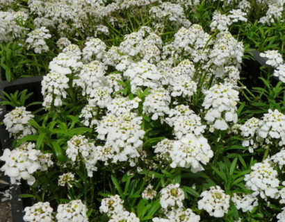 Iberis sempervirens ‘Weisser Zwerg’ - Scheefkelk