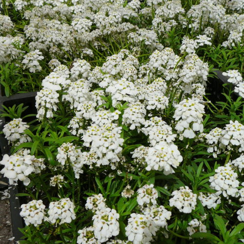 Iberis sempervirens ‘Weisser Zwerg’ - Scheefkelk