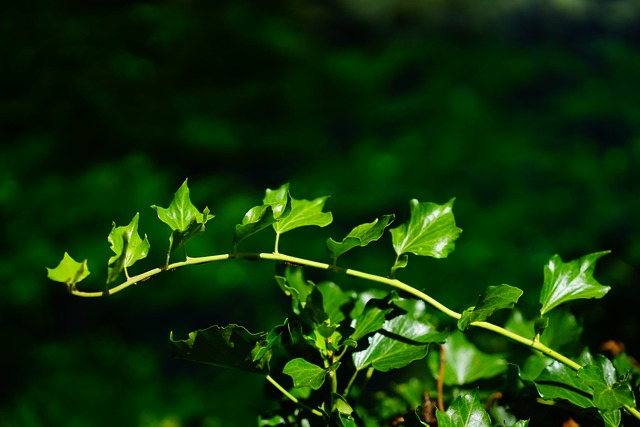 Hedera helix ‘Ivalace’