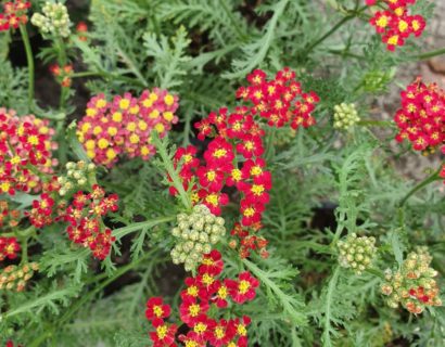 Achillea millefolium ‘Milly Red Rock’ (grote pot) - Duizendblad