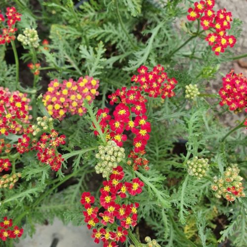 Achillea millefolium ‘Milly Red Rock’ - Duizendblad