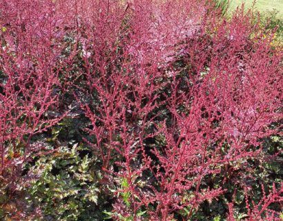 Astilbe ‘Delft Lace’ (grote pot) - Pluimspirea