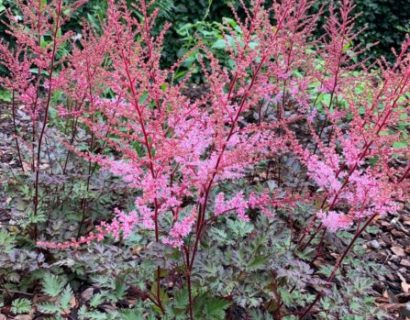 Astilbe ‘Delft Lace’ (grote pot) - Pluimspirea