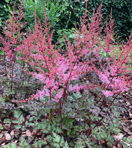 Astilbe ‘Delft Lace’ (grote pot) - Pluimspirea