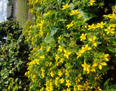 Chrysogonum virginianum (grote pot) - Goudster