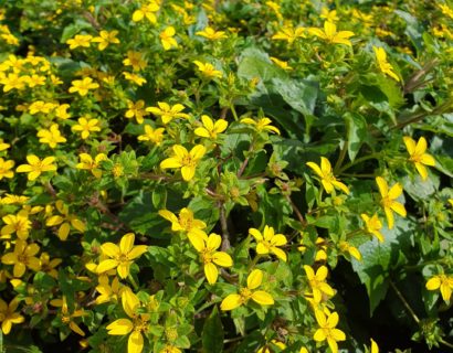 Chrysogonum virginianum (grote pot) - Goudster
