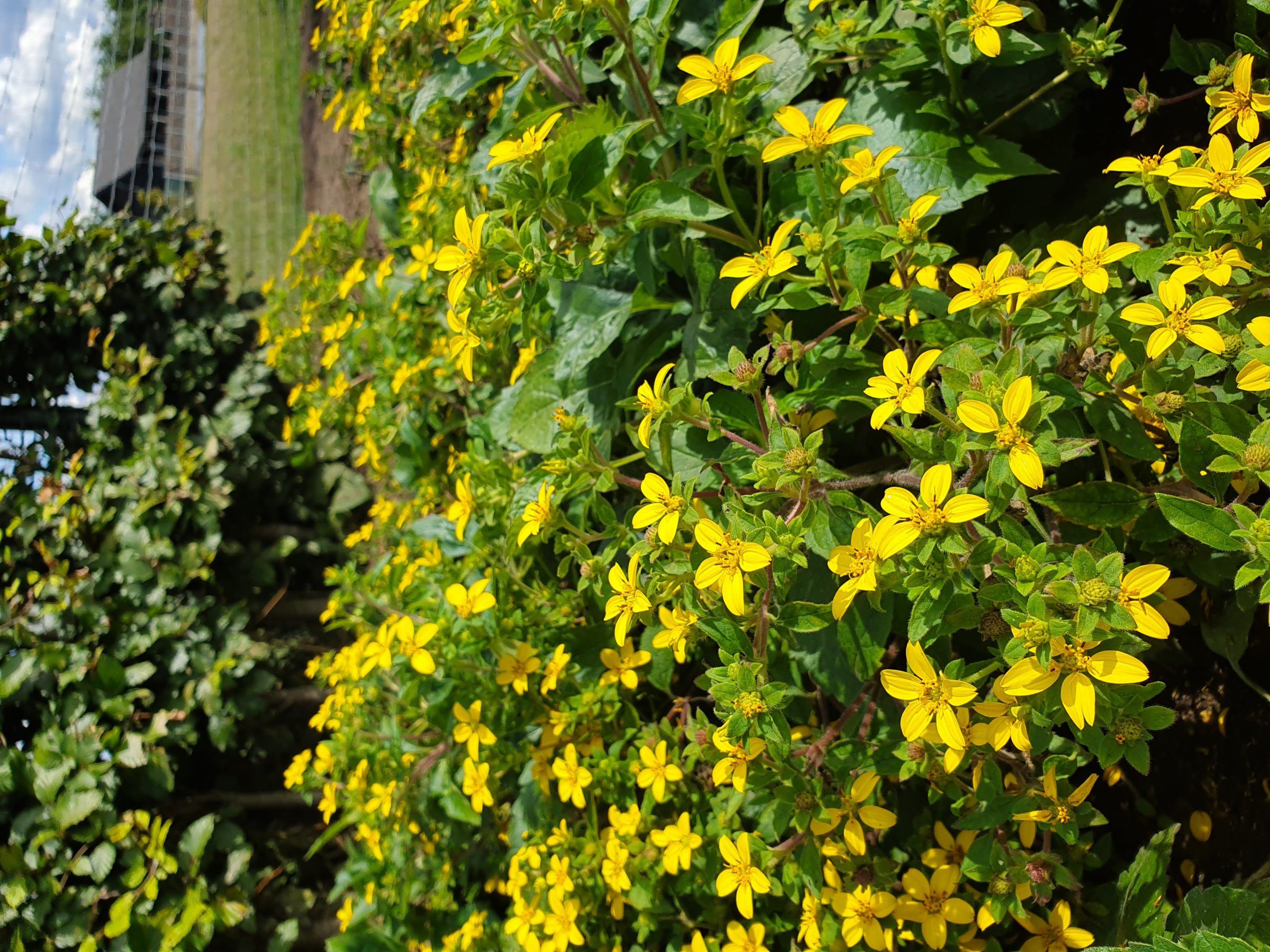 Chrysogonum virginianum (grote pot) - Goudster