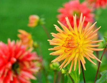 Dahlia cactus mix