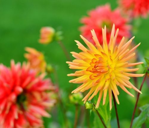 Dahlia cactus mix - Dahlia