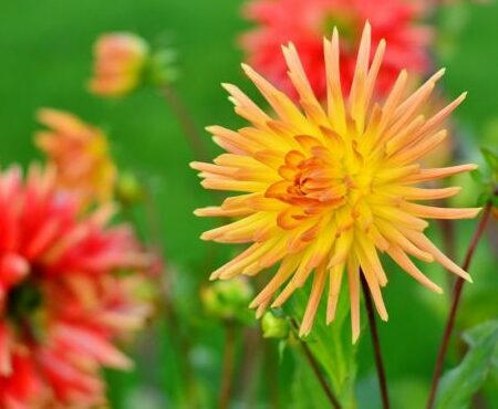 Dahlia cactus mix - Dahlia