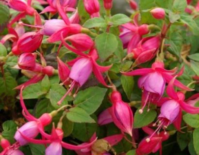 Fuchsia ‘Margret’ (grote pot) - Bellenplant