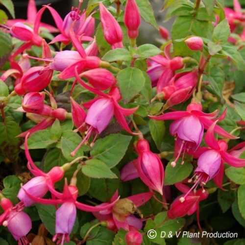 Fuchsia ‘Margret’ (grote pot) - Bellenplant