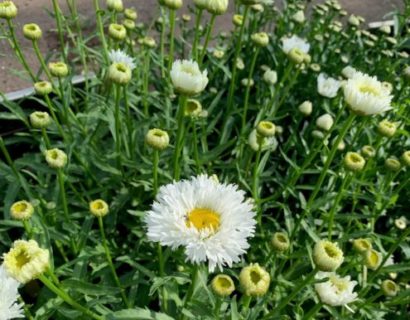 Leucanthemum (S) ‘Laspider’ - Margriet