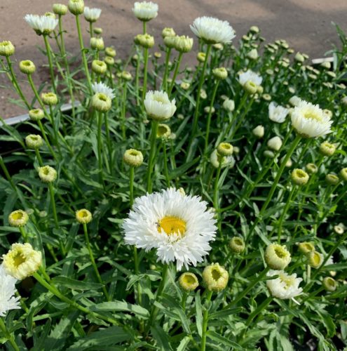 Leucanthemum (S) ‘Laspider’ - Margriet