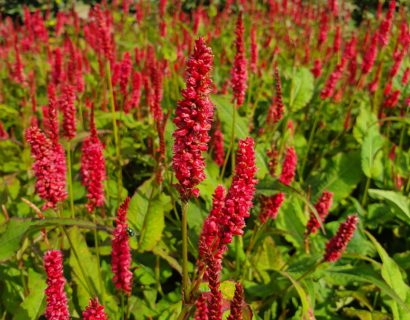 Persicaria ‘JS Delgado Macho’ (grote pot) - Duizendknoop