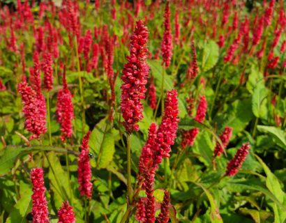 Persicaria ‘JS Delgado Macho’ (grote pot) - Duizendknoop