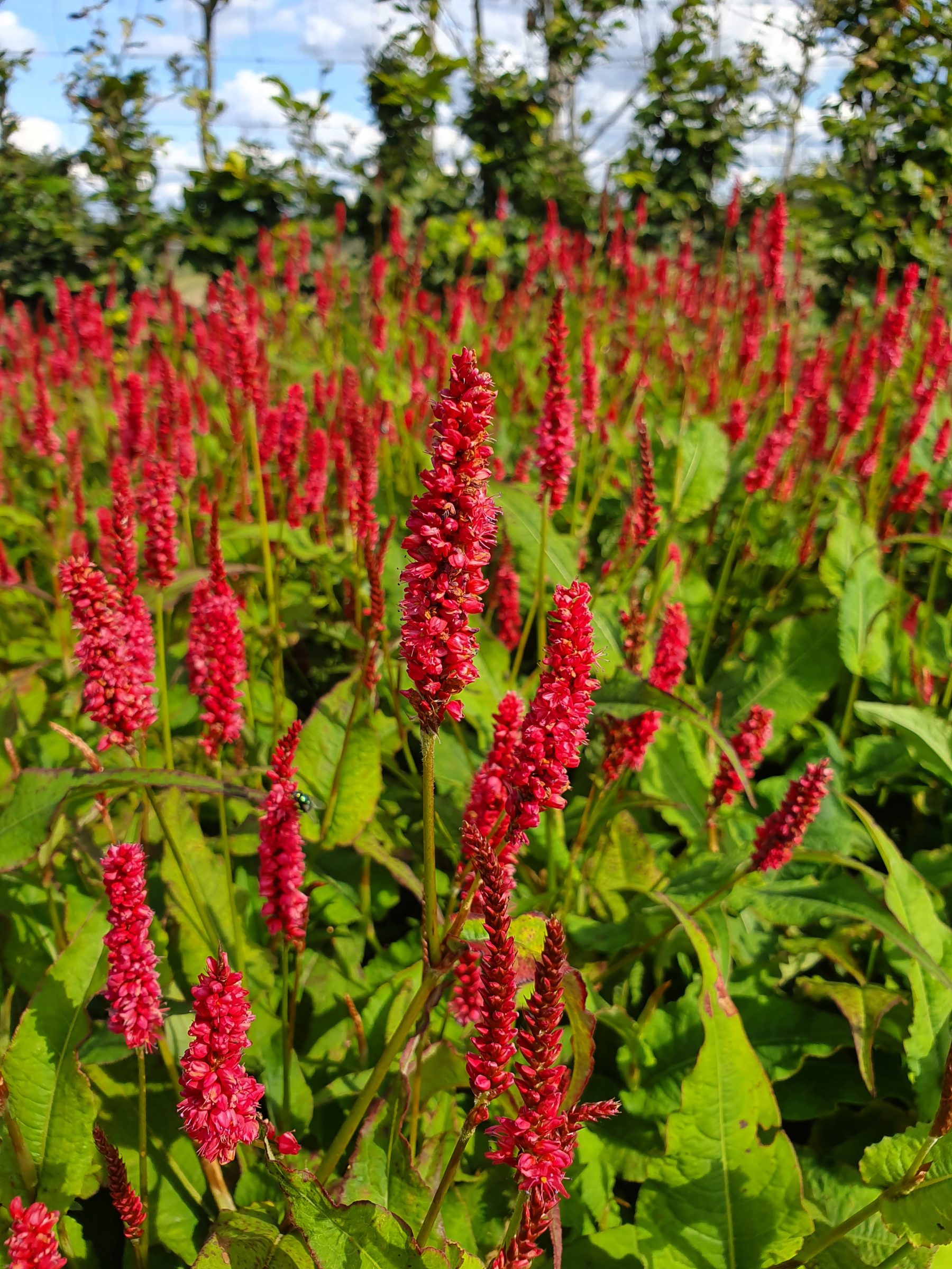 Persicaria ‘JS Delgado Macho’ - Duizendknoop