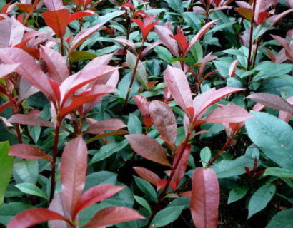 Photinia fraseri ‘Carré Rouge’ (leivorm rek) - Glansmispel leivorm rek