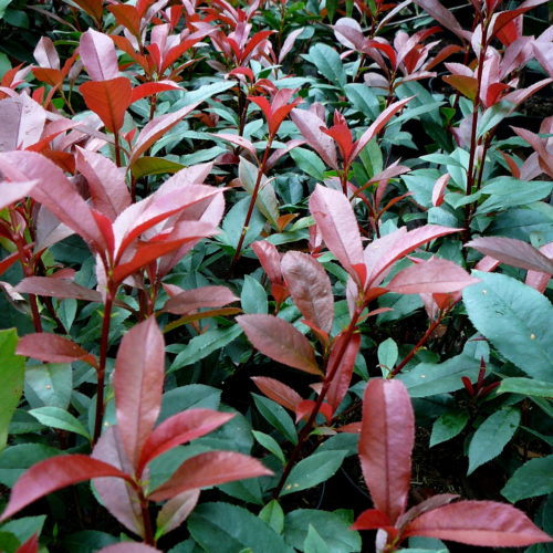 Photinia fraseri ‘Carré Rouge’ (leivorm rek) - Glansmispel leivorm rek