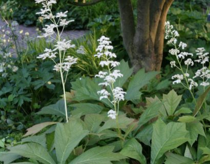 Rodgersia podophylla ‘Braunlaub’ (grote pot) - Schout-bij-nacht