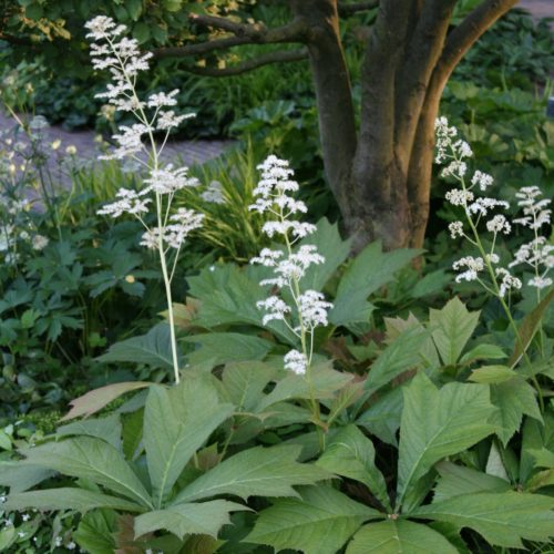 Rodgersia podophylla ‘Braunlaub’ (grote pot) - Schout-bij-nacht