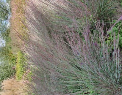 Schizachyrium scoparium ‘Blue Heaven’ - Klein prairiegras