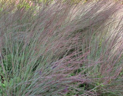 Schizachyrium scoparium ‘Blue Heaven’ - Klein prairiegras