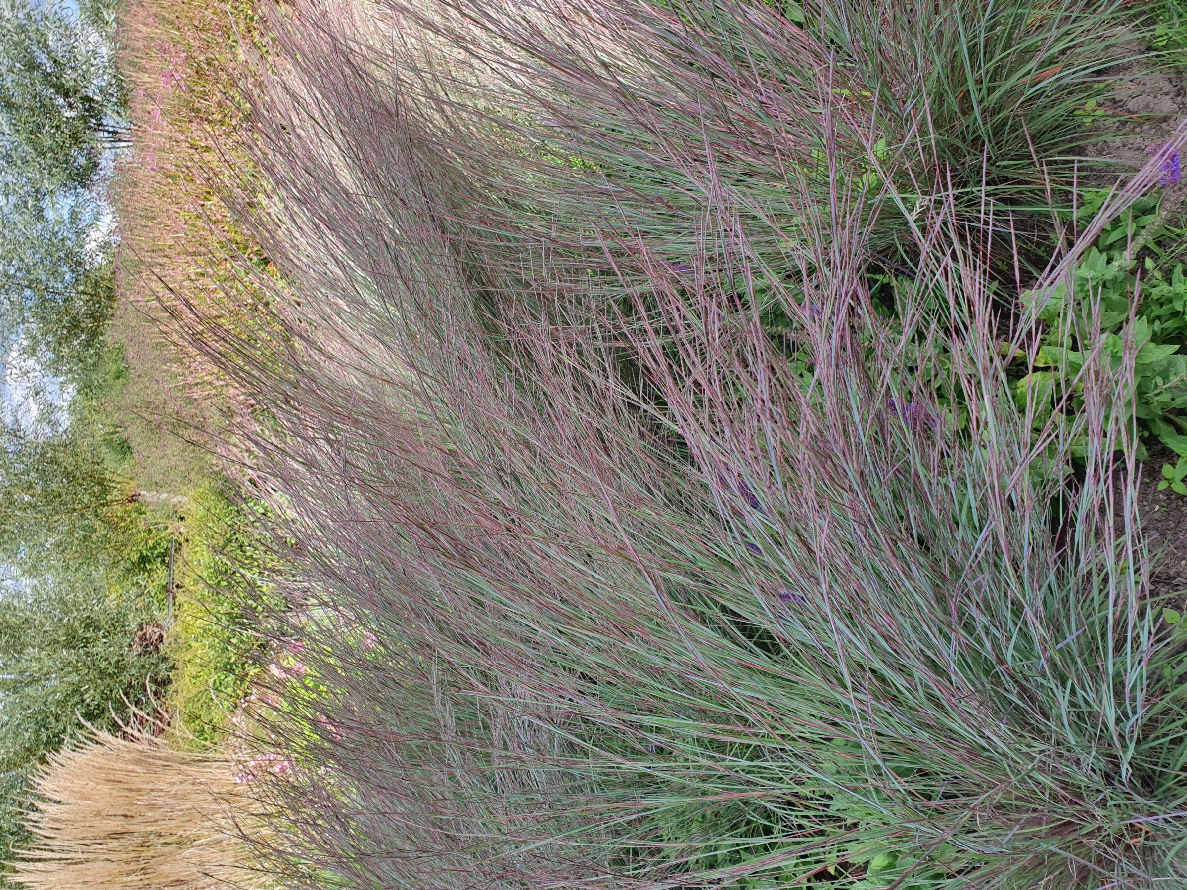 Schizachyrium scoparium ‘Blue Heaven’ - Klein prairiegras