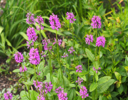 Stachys monieri ‘Hummelo’ (grote pot) - Andoorn/Koortskruid