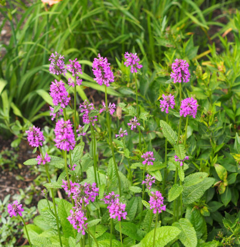 Stachys monieri ‘Hummelo’ (grote pot) - Andoorn/Koortskruid