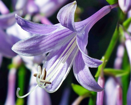 Hosta ‘Harry van Trier’ - Hartlelie