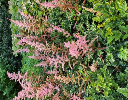 Astilbe (A) ‘Flamingo’ - Pluimspirea