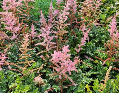 Astilbe (A) ‘Flamingo’ - Pluimspirea
