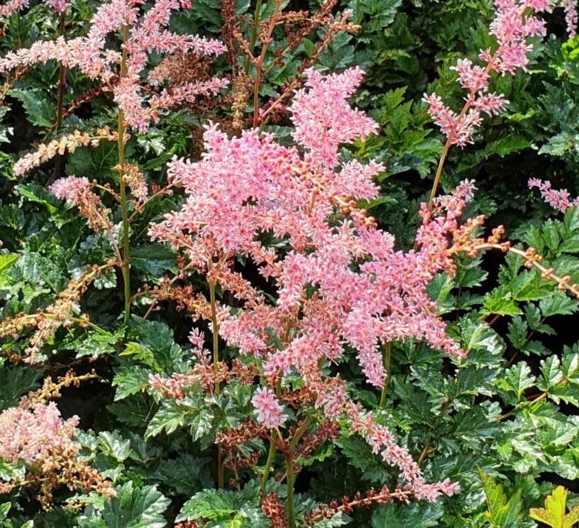 Astilbe (A) ‘Flamingo’ - Pluimspirea
