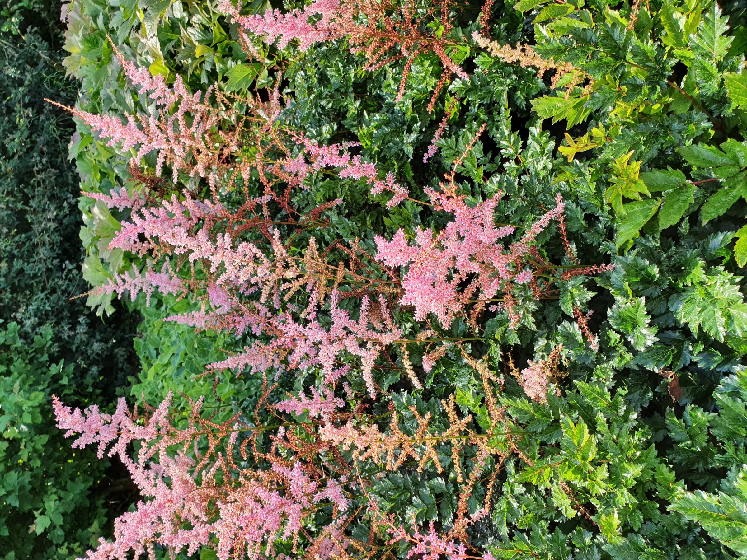 Astilbe (A) ‘Flamingo’ - Pluimspirea