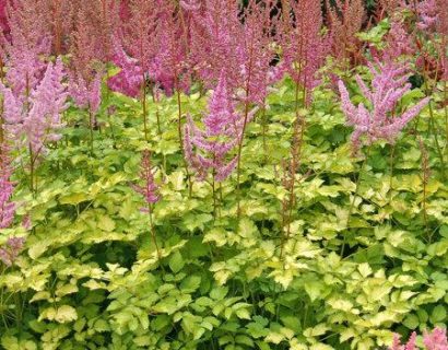 Astilbe ‘Color Flash Lime’ - Pluimspirea