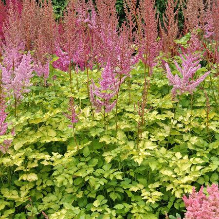 Astilbe ‘Color Flash Lime’ - Pluimspirea