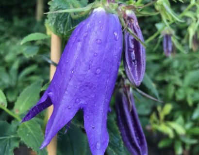 Campanula ‘Sarastro’ (grote pot) - Klokjesbloem