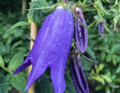 Campanula ‘Sarastro’ (grote pot) - Klokjesbloem
