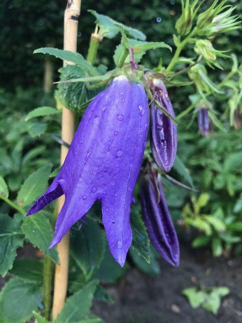 Campanula ‘Sarastro’ (grote pot) - Klokjesbloem