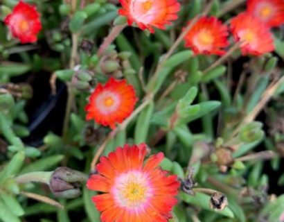 Delosperma cooperii ‘Grenade’ (grote pot) - Ijsbloem