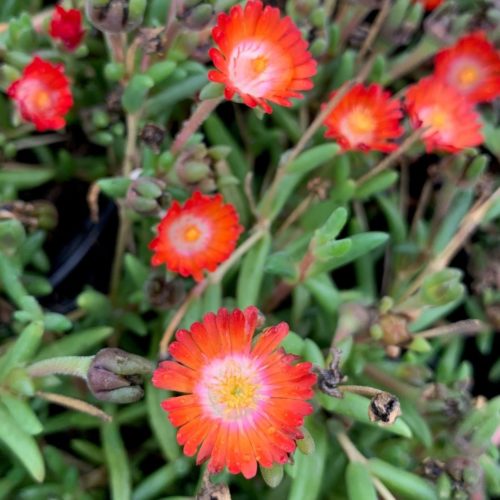 Delosperma cooperii ‘Grenade’ (grote pot) - Ijsbloem