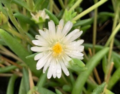 Delosperma cooperii ‘Moonstone’ (grote pot) - Ijsbloem