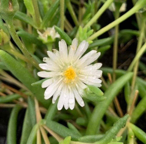 Delosperma cooperii ‘Moonstone’ (grote pot) - Ijsbloem