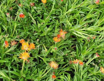 Delosperma ‘Jewel of Desert’ mix - Middagbloempje